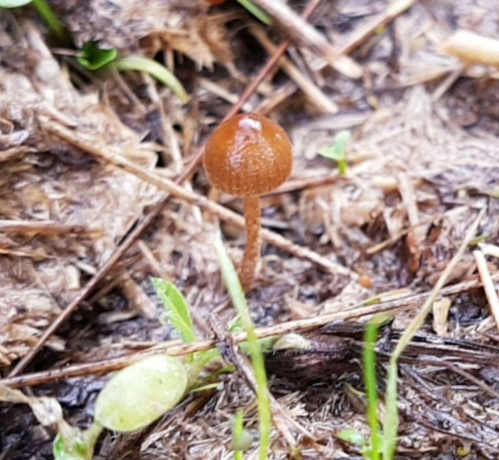 Psilocybe coprophila